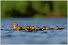Stockente (Anas platyrhynchos) mit Jungtieren