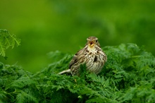 Grauammer (Emberiza alandra) (Ammern)