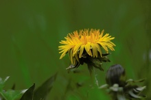 Loewenzahn (Taraxacum sect. Ruderalia)