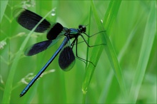 Calopteryx Splendens