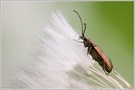 ~ Schilfkäfer [Donacia vulgaris] ~