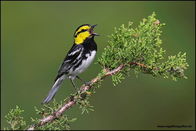 Golden-cheeked Warbler - einer der seltensten Vögel der USA ...