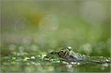 Teichfrosch (Rana kl. esculenta)