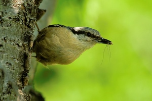Im Kirschbaum...