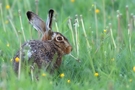Hase