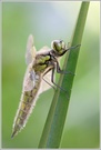 ~ Vierfleck (Libellula quadrimaculata) ~