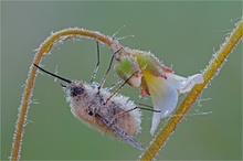 Wollis (nasses) Himmelbett