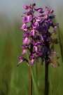 Männliches Knabenkraut (Orchis mascula)