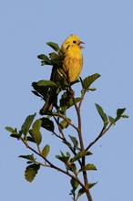Goldammer [Emberiza citrinella]