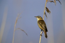 Schilfrohrsänger (Acrocephalus schoenobaenus) 02