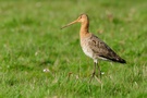 Uferschnepfe (Limosa limosa)