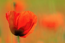 Umbrischer Mohn