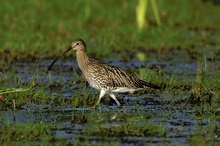 Großer Brachvogel in der Feuchtwiese
