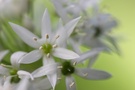 Allium ursinum, Bärlauch