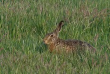 Weichgespült im Gras