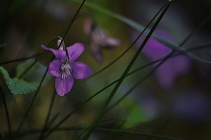Duftveilchen (viola odorata)