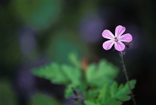 Storchenschnabel/Ruprechtskraut  (geranium robertianum)