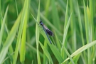 Gebänderte Prachtlibelle