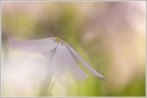 ~ Phlox ~