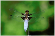 Plattbauch (Libellula depressa)