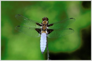 Plattbauch (Libellula depressa)