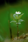 Blume