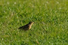 Ortolan (emberiza hortulana)