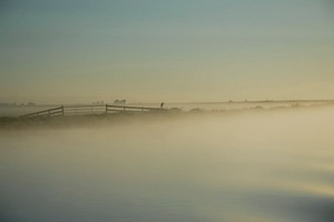 Reiher im Nebelmeer