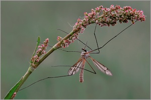 Wiesenschnake (Tipula paludosa)