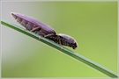 ~ Schnellkäfer (Elateridae) ~