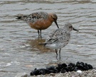 Knuttpaar (Calidris Canutus)