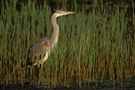 Graureiher (Ardea cinerea) im Schilf