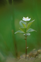 Blume im Wald