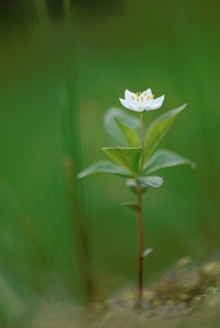 Blume im Wald