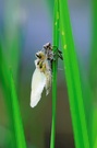 Libelle am Gartenteich