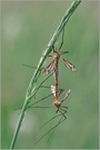 Wiesenschnake (Tipula paludosa)