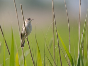 Schilfrohrsänger