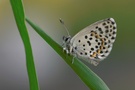 Fetthennenbläuling (Scolitantides orion)