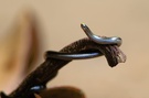 Wurmschlange (Leptotyphlops goudotii)