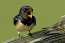 Rauchschwalbe (Hirundo rustica)