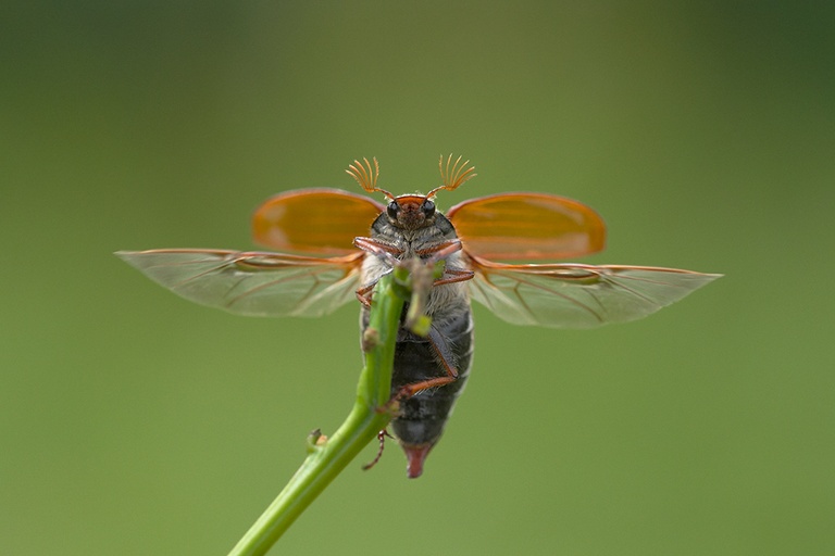 Ready to fly