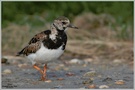 Steinwälzer (Arenaria interpres)