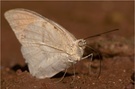 Great Orange Tip