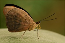 noch unbekannter Schmetterling