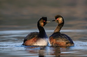 Balzende Schwarzhalstaucher (Podiceps nigricollis)