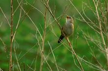 Locustella naevia