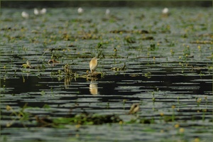 Morgenstimmung am Lago di Chiusi