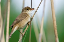 Teichrohrsänger (Acrocephalus scirpaceus) Nummer X