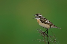 Braunkehlchen (Saxicola rubetra)