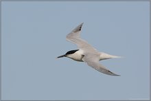 im Flug... Brandseeschwalbe *Sterna sandvicensis*
